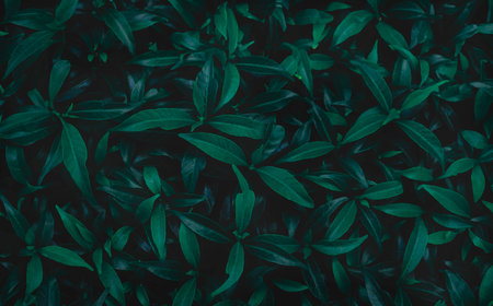 Green leaves background.Green leaves color tone dark in the morning.Tropical Plant in Thailand,environment,good air,fresh.photo concept nature and plant.の写真素材