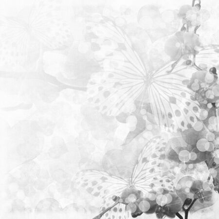 Butterflies and orchids flowers white  background ( 1 of set)の写真素材