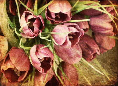 Vintage Tulips Grunge の写真素材