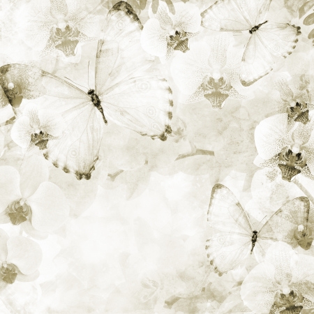Butterflies and orchids flowers pink background   1 of set  の写真素材