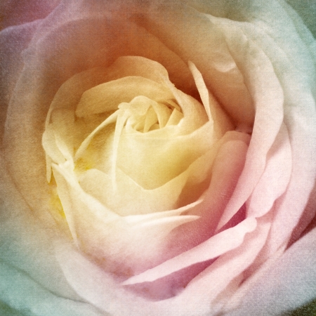 Beautiful Rose Background の写真素材