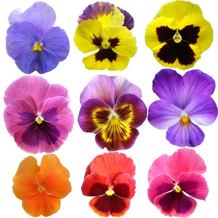 Pansies on White background の写真素材