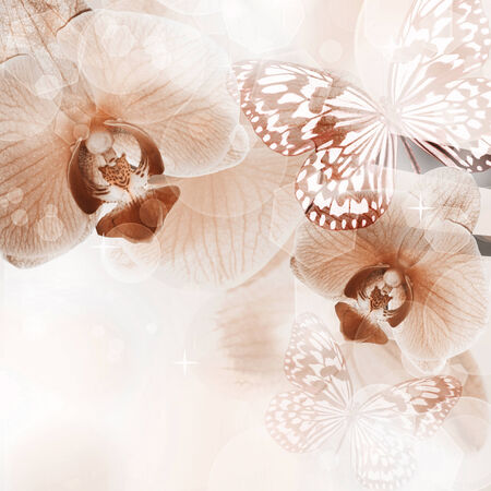 Orchid Flower background, tender blur colors and bokeh の写真素材