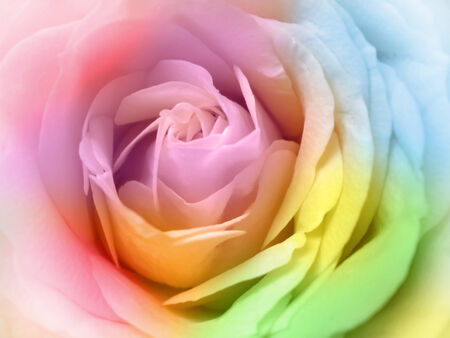 close up of beautiful multicolor rose の写真素材