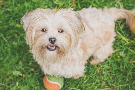 cute little white bichon puppy playing with a tennis ball in a dandelion fieldの写真素材