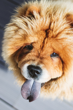 Cute fluffy chow chow dog close up with it's tongue outの写真素材