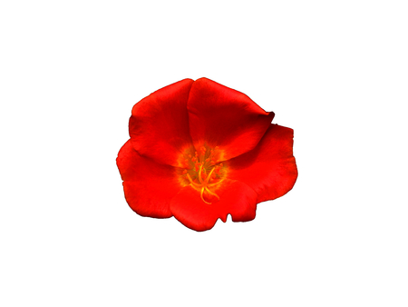 Red flower symbol of love on isolate.の写真素材