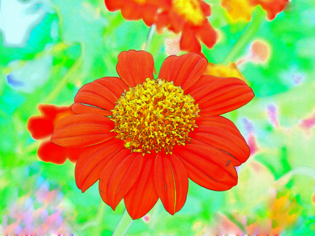 Red flower is represents strength.の写真素材