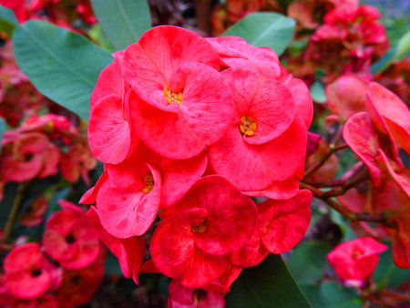 Christ Thorn flower.の写真素材