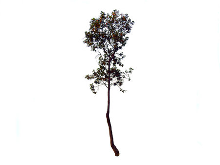 Tree isolated background.の写真素材