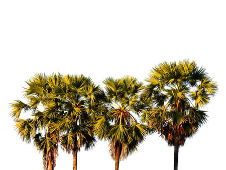 Toddy palm tree isolated.の写真素材