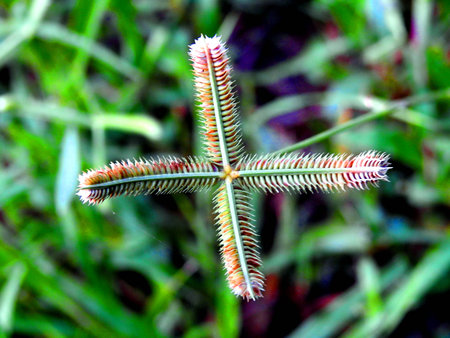 Crowfoot grass close up.の写真素材