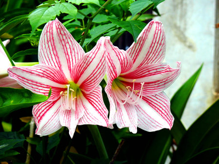 Two red lilyの写真素材