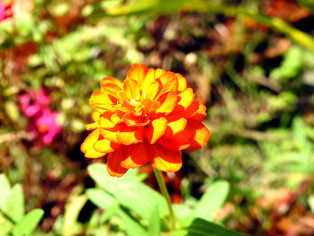 Orange chrysanthemum flower.の写真素材