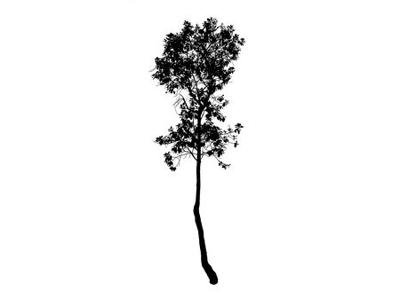 Tree black drawing.の写真素材