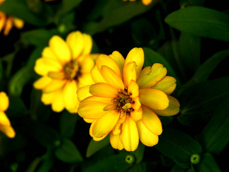 Chrysanthemum yellow flower.の写真素材