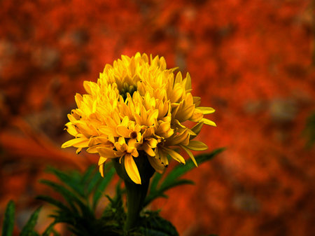 Alone yellow marigold.の写真素材
