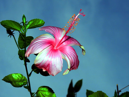 Pink Hibiscus flower.の写真素材