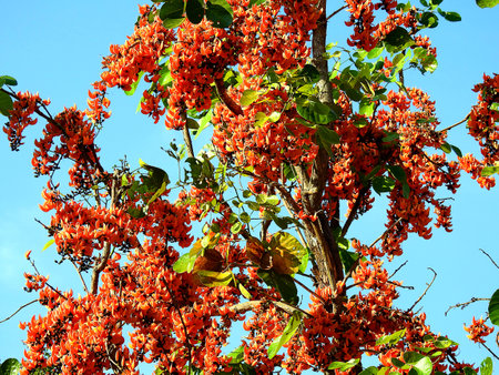 Orange flower Palas.の写真素材