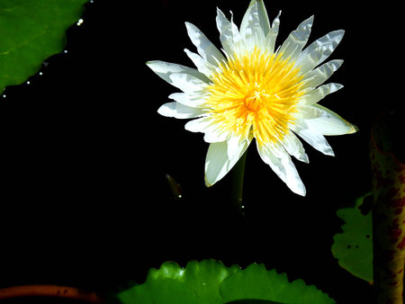 White lotus flower.の写真素材