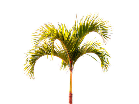 Tree on isolated