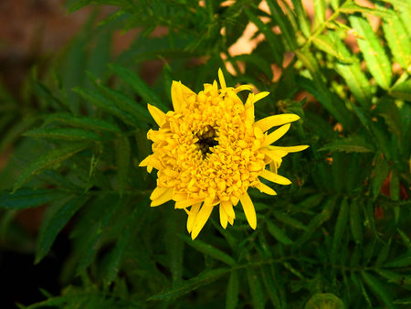 Marigold flowers yellow.の写真素材