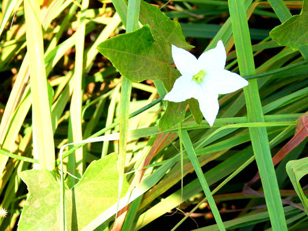 White star flower.の写真素材