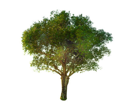 Tree isolated background.の写真素材