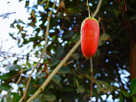 Coccinia grandis red.の写真素材