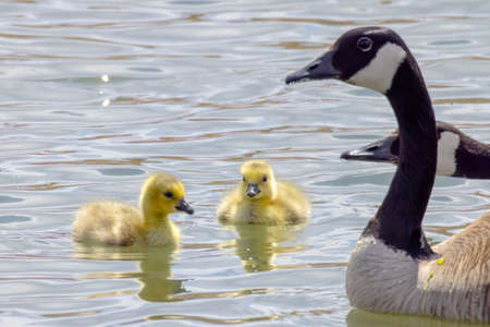 Canadian Goose head close up with baby goose swimming on a sunny day during spring