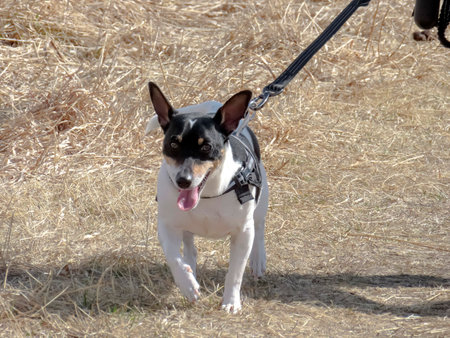 A toy fox terrier on a leash taking a walk.のeditorial素材