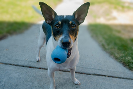 A Toy Fox Terrier holding a pet toy with its mouth under the shadow during a hot day.のeditorial素材