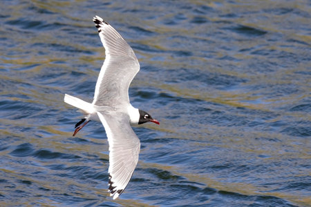 Top view of a Franklin's gull or Leucophaeus pipixcan, a small gull flying on a lakeの写真素材