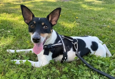 A toy fox terrier dog with a Leash Collar Chest Harness Vest, resting under the shadow on a sunny day of spring.の写真素材
