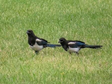 A couple of Typical Magpies birds wondering around on a green grass during spring.の写真素材