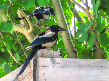 A close up to a couple of typical Magpie bird standing on a fence.の写真素材
