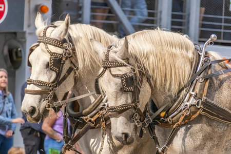 A couple of Percheron breed of draft horse, that originated in the Huisne river valley in western France. Horses shire horse at a public parade.のeditorial素材