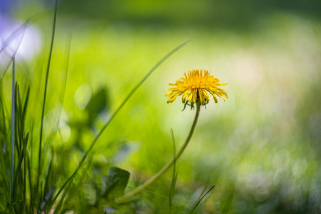 A close-up of a yellow dandelion in a field of green grass, with a beautifully blurred background that emphasizes the flower's delicate petals and slender stem.の写真素材