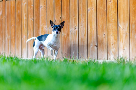 A playful black and white Toy Fox Terrier dog stands alert in a grassy backyard, its ears perked and its gaze fixed on something unseen.の写真素材