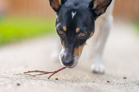 A curious Toy Fox Terrier, with a black and white coat, intently examines a small twig it holds in its mouth.の写真素材