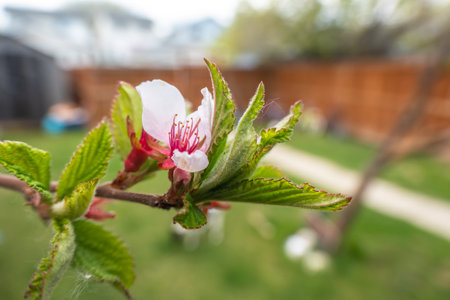 Nanking cherry (Prunus tomentosa). It is also commonly known as downy cherry, Korean cherry, or Chinese dwarf cherry. A delicate blossom, with its white petals and red stamen, blooms.の写真素材