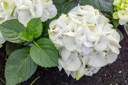 White hydrangea blossoms burst forth in lush clusters, their pristine petals and vibrant green leaves creating a serene, natural vision of summer.の写真素材