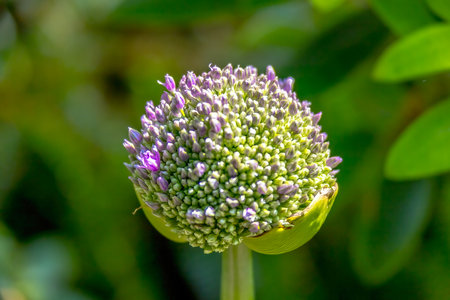 A tightly packed allium bud, with hints of purple, signals the imminent explosion of tiny florets, capturing nature's anticipatory beauty at the Muttart Conservatory in Edmonton, AB, Canada.の写真素材