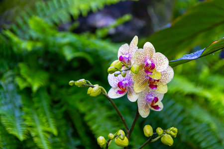 Graceful orchids with speckled yellow and purple petals unfurl their delicate beauty framed by lush green ferns, creating a vibrant tropical tableau at the Muttart Conservatory in Edmonton, AB, Canadaの写真素材