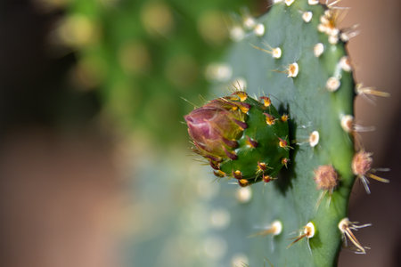 A delicate cactus bud, vibrant in green and pink, emerges with subtle spines, hinting at future bloom and nature's intricate details at the Muttart Conservatory in Edmonton, Canadaの写真素材