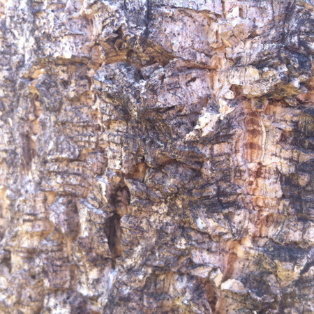 Wood texture