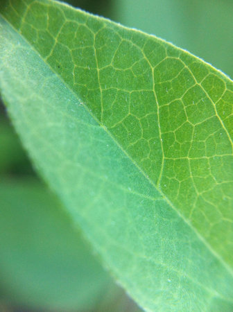 Closeup leaf