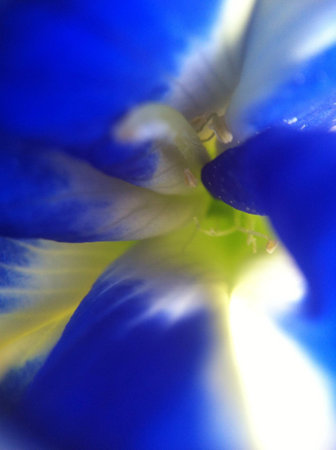 Butterfly pea close upの素材