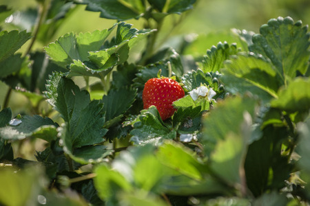 Strawberry bushの写真素材
