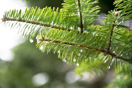 Japanese pine tree